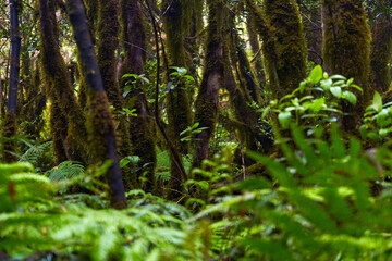 Ferns and mossy trees in Anaga