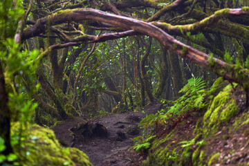 Mossy laurisilva trees in Anaga, Tenerife