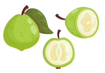 White Guava Fruit Tree set. Isolated tropical green product on White Background. Vector illustration in cartoon flat style