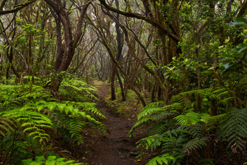 Mossy laurisilva trees in Anaga, Tenerife