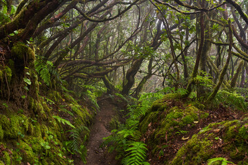Mossy laurisilva trees in Anaga, Tenerife