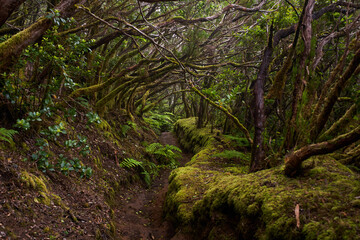Mossy laurisilva trees in Anaga, Tenerife
