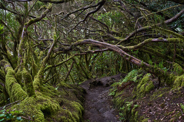Mossy laurisilva trees in Anaga, Tenerife