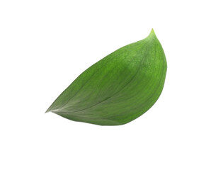 One fresh green Ruscus leaf isolated on white
