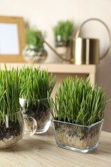 Wheat grass in transparent pots on wooden table indoors