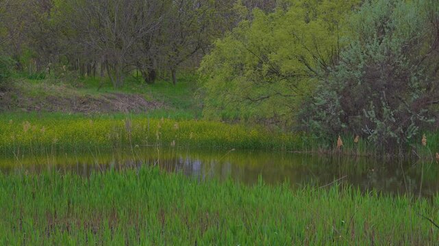 Vacaresti Natural Park, a delta formed in the center of Bucharest. Spring landscape with willows in the glade with reeds and yellow flowers