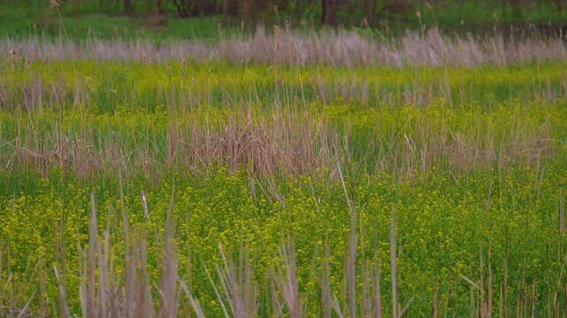 Vacaresti Natural Park, a delta formed in the center of Bucharest. Spring landscape with willows in the glade with reeds and yellow flowers