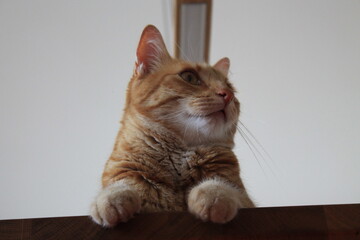 Aufmerksame Katze aus Froschperspektive