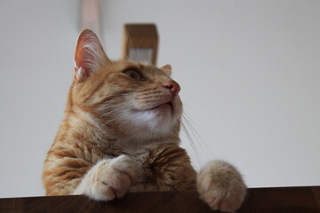 Katze aus Froschperspektive