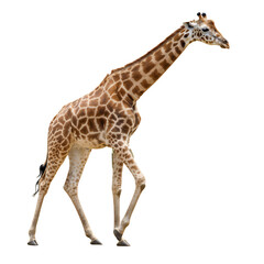 Fototapeta premium Side profile of an adult giraffe walking, isolated white background, clear lighting