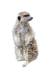 standing gopher looking into the distance isolated on white background