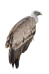 vulture isolated on white background