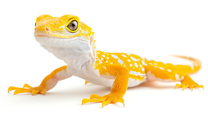 Obraz premium chameleon on a white background