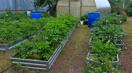 a general view of a vegetable garden, a small garden plot with an old greenhouse and galvanized beds and plants. Amateur vegetable growing. organic farming. Suburban area