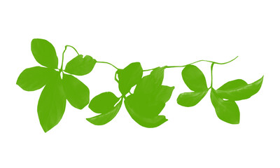 Obraz premium Botanical Vine with Large Green Leaves in Natural Organic Style.