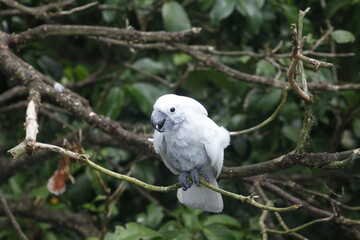 White cockatoo living in the rainforest