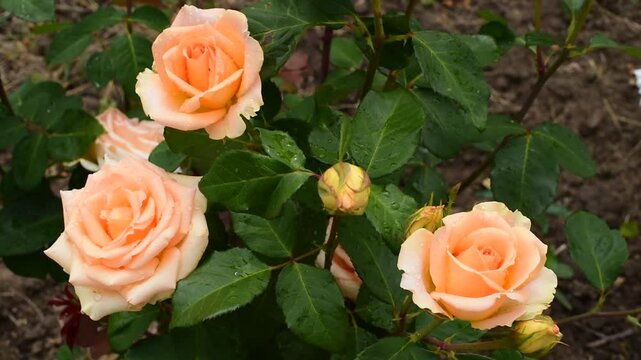 cream-colored rose bush waving in wind, 
floral background.Horizontal video