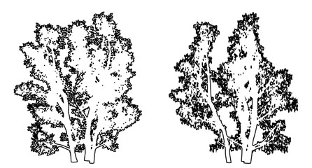 Set or collection of Common Hazel trees as a black line drawing silhouette on white background. Concept or conceptual vector for nature, planet, ecology conservation, strength, endurance and  beauty