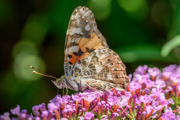 Painted Lady Butterfly (Vanessa cardui) on Purple Wildflowers in Natural Habitat
