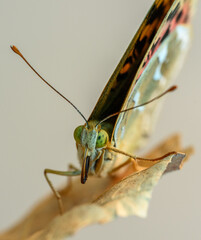 Cardinal Fritillary (Argynnis pandora) Resting on Leaf in Natural Habitat