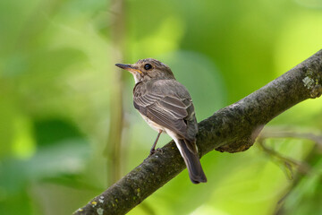 Spotted flycatcher on tree branch in green forest
