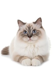 Close - up of Ragdoll Cat with Blue Eyes and Fluffy Fur, for Pet Promotion, Cute Pet Design, Animal - Themed Content