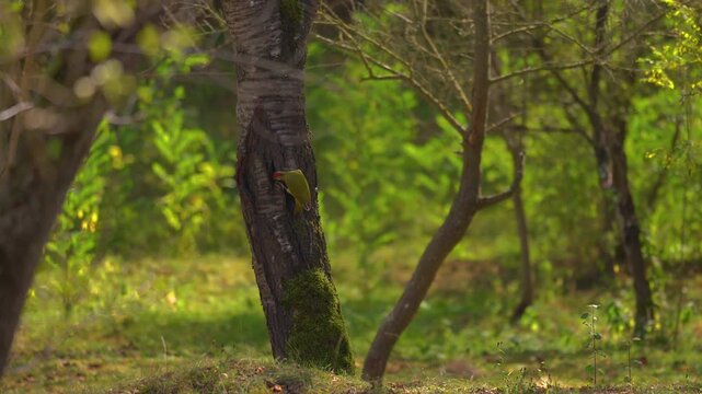 A green woodpecker looking for food in the forest known as picus viridis