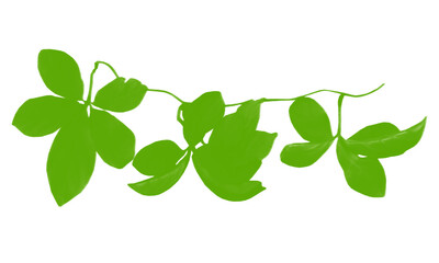 Obraz premium Minimalist Botanical Leaves Cluster for Natural Organic Design Elements