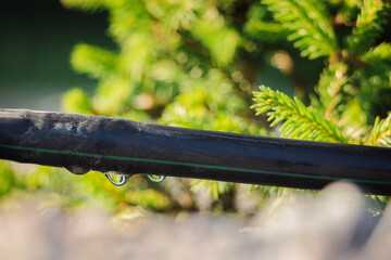 Close-up of dripping irrigation hose under pine shrub in sunny garden
