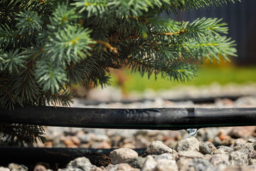 Drip irrigation hose watering a conifer tree in a landscaped garden, with a visible water droplet...
