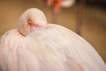 Fototapeta premium Close-up of a pale pink flamingo resting with its head nestled into its feathers, showing a bright yellow eye and soft plumage texture