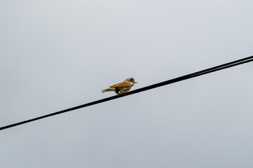 common whiterthroat on a wire 