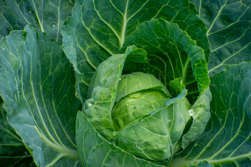 head of cabbage in the garden with raindrops