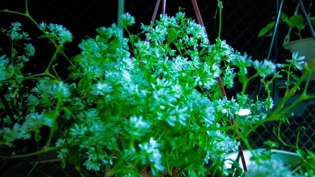 Delicate White Flowers with Lush Green Foliage in a Greenhouse