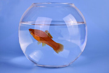 Fish in a round aquarium on a blue background. Swordtail fish.
