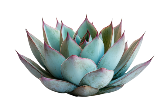 Echeveria Elegans Succulent Plant Macro Photograph on White Background Teal and Purple Houseplant