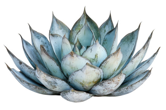 Captivating Agave Beauty A Blue Flame of Desert Elegance Nature s Art Botanical Floral and