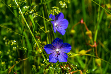 Flower meadow with different white purple blue and pink flowers.