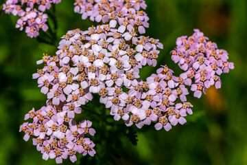 Flower meadow with different white purple blue and pink flowers.