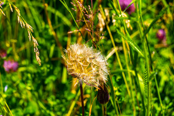 Flower meadow with many different white green and yellow flowers.
