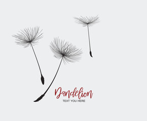 Dandelion flower logo simple creative template on white background . Vector design