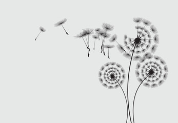 Vector illustration dandelion seed blowing in the wind.  Dandelion on a white background. 