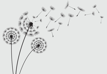 Vector illustration dandelion seed blowing in the wind.  Dandelion on a white background. 