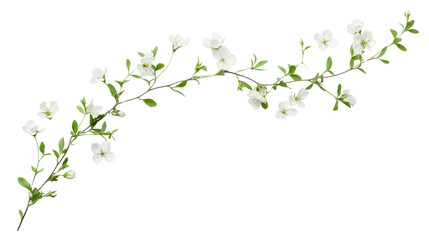 twig flowers on white background