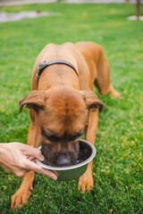 Close-up of a brown Boxer dog drinking water from a metal bowl held by a person in a grassy...