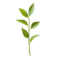 Fototapeta premium Green plant sprig