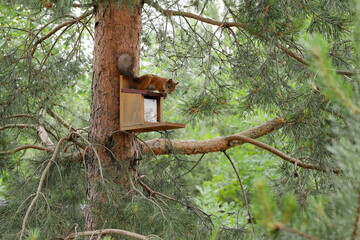 A ginger squirrel sits on a feeder with nuts on a pine tree in the summer forest.