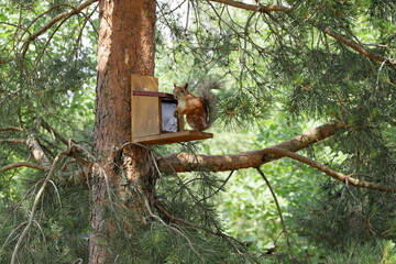 A ginger squirrel sits on a feeder with nuts on a pine tree in the summer forest.
