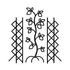 Tomato vines growing in zigzag pattern on garden trellis Vector illustration