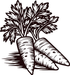 Obraz premium Hand drawn illustration of fresh organic carrots with leafy tops, vintage engraved vegetable sketch